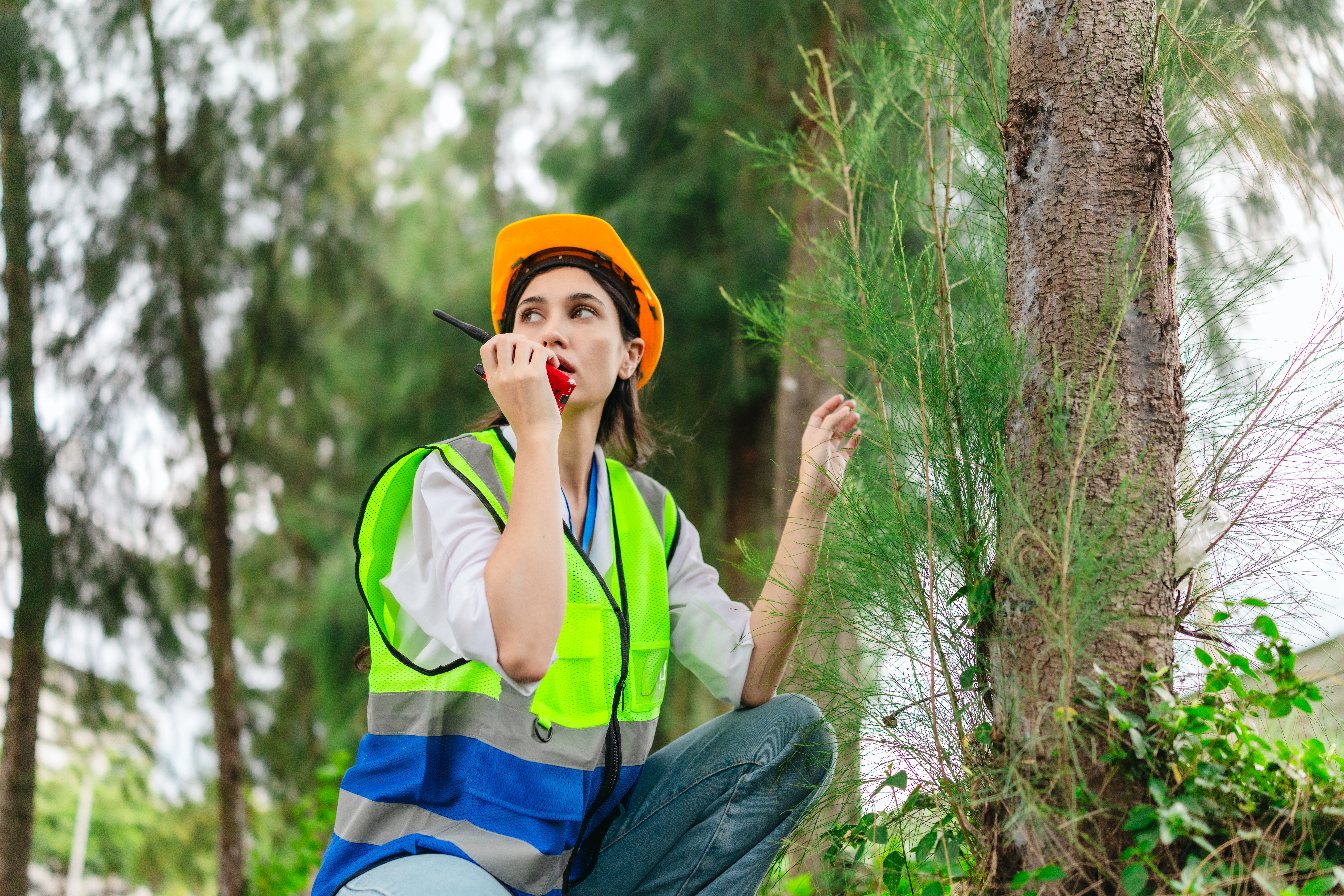 Female environmental engineer conducts field survey in pine forest, measuring, documenting tree diameter for carbon credit verification. Climate action, green forestry, ecological conservation efforts
